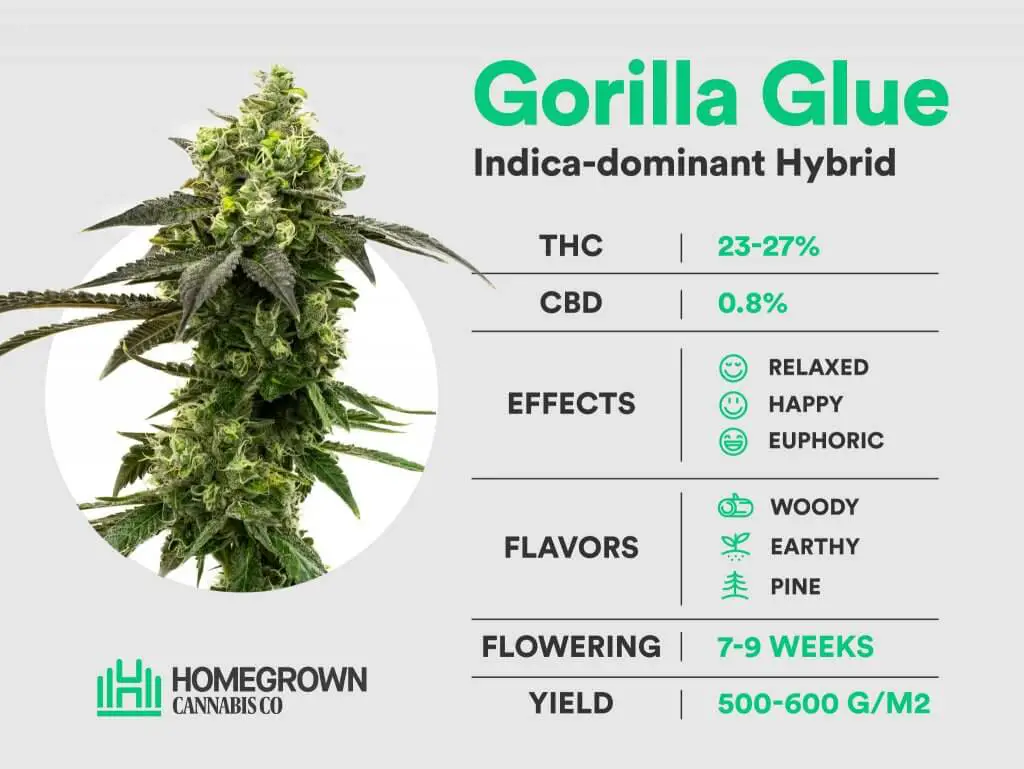 How Long Does Gorilla Glue Take To Flower