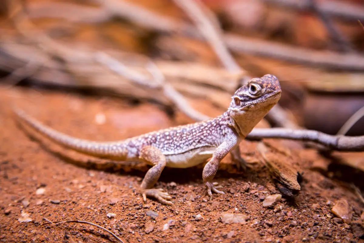 How To Free A Lizard From A Glue Trap