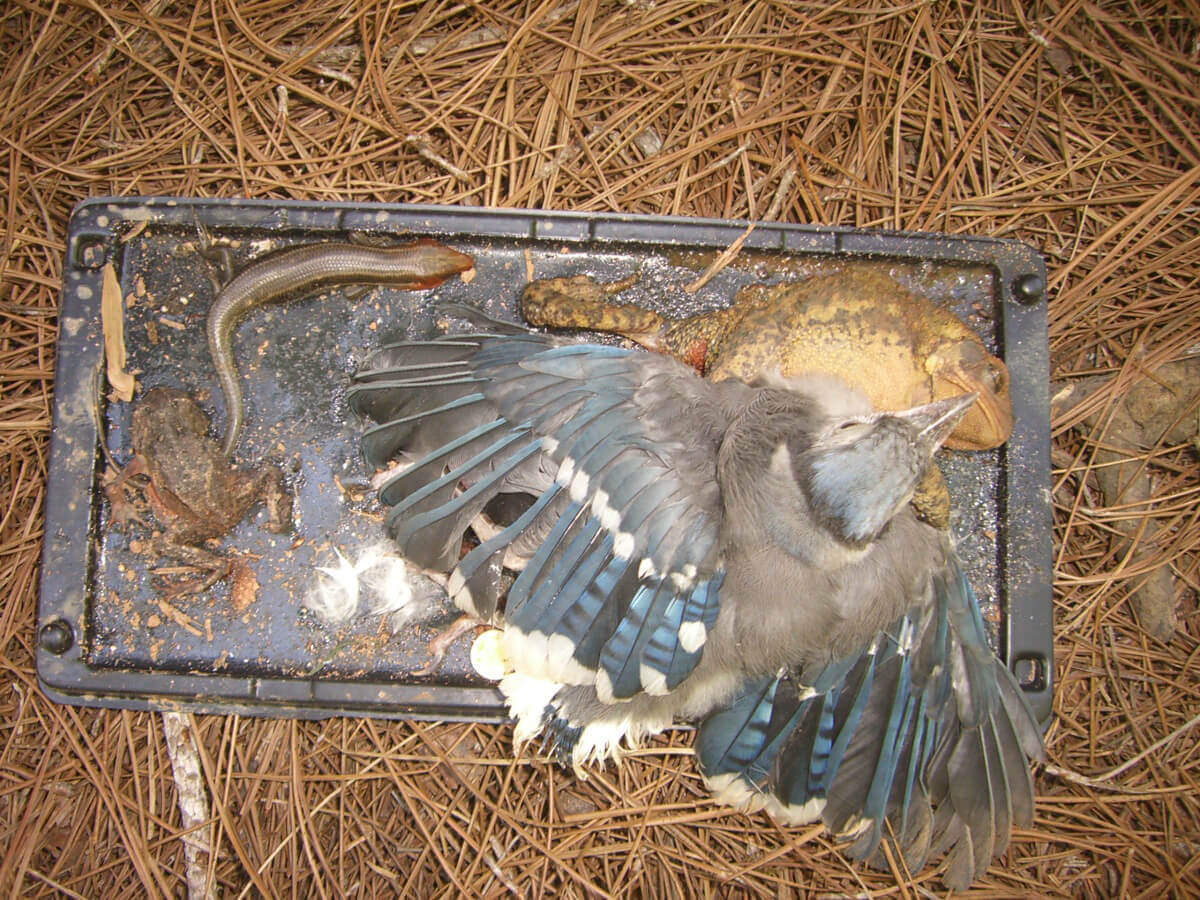 How To Get A Bird Off A Glue Trap