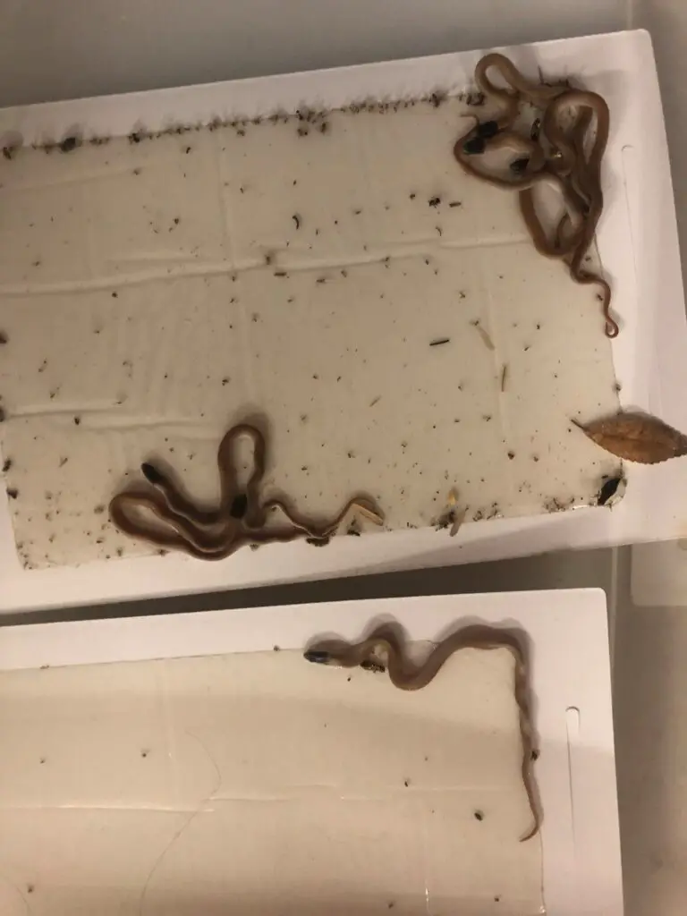 How To Get Lizard Out Of Glue Trap